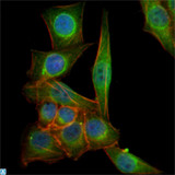 Beta Tubulin Antibody - Immunofluorescence (IF) analysis of PANC-1 cells using Tubulin beta Monoclonal Antibody (green). Blue: DRAQ5 fluorescent DNA dye. Red: Actin filaments have been labeled with Alexa Fluor-555 phalloidin.