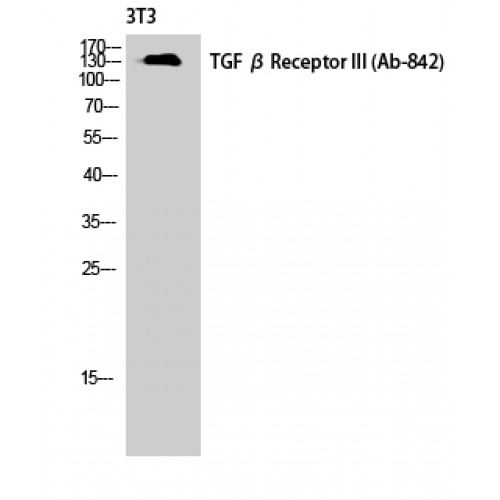 Betaglycan / TGFBR3 Antibody - Western blot of TGFbeta RIII antibody