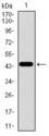 Betaglycan / TGFBR3 Antibody - Western blot using TGFBR3 monoclonal antibody against human TGFBR3 recombinant protein. (Expected MW is 44.1 kDa)
