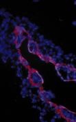 Betaglycan / TGFBR3 Antibody - IHC of extraembryonic membranes from stage 16 chick embryos using TGF III receptor antibody.