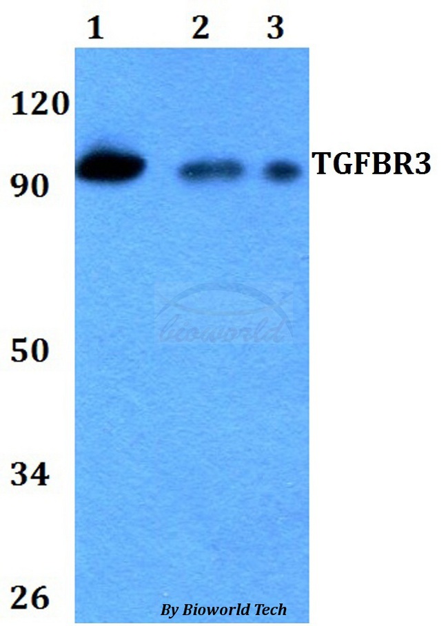 Betaglycan / TGFBR3 Antibody - Western blot of TGFBR3 antibody at 1:500 dilution. Lane 1: HEK293T whole cell lysate. Lane 2: Raw264.7 whole cell lysate. Lane 3: PC12 whole cell lysate.