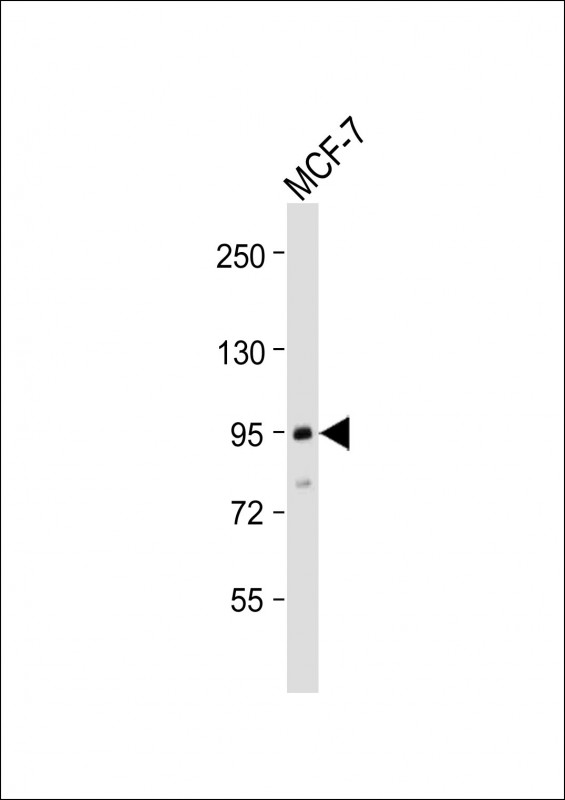 Betaglycan / TGFBR3 Antibody - Anti-TGFBR3 Antibody (N-Term) at 1:2000 dilution + MCF-7 whole cell lysate Lysates/proteins at 20 µg per lane. Secondary Goat Anti-Rabbit IgG, (H+L), Peroxidase conjugated at 1/10000 dilution. Predicted band size: 93 kDa Blocking/Dilution buffer: 5% NFDM/TBST.