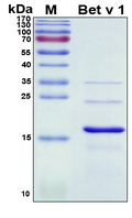 Major pollen allergen Bet v 1-A Protein - SDS-PAGE under reducing conditions and visualized by Coomassie blue staining