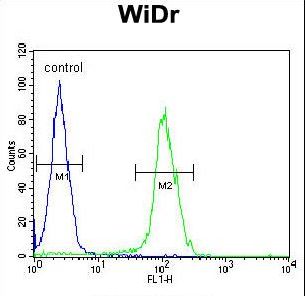 BEX1 Antibody - BEX1 Antibody flow cytometry of WiDr cells (right histogram) compared to a negative control cell (left histogram). FITC-conjugated goat-anti-rabbit secondary antibodies were used for the analysis.