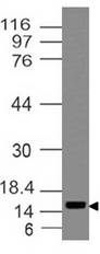 BEX1 Antibody - Fig-1: Western blot analysis of Anti-BEX antibody using 4 µg/ml in human Brain tissue lysate.