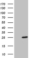 BEX2 Antibody - HEK293T cells were transfected with the pCMV6-ENTRY control. (Left lane) or pCMV6-ENTRY BEX2. (Right lane) cDNA for 48 hrs and lysed