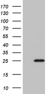 BEX2 Antibody - HEK293T cells were transfected with the pCMV6-ENTRY control. (Left lane) or pCMV6-ENTRY BEX2. (Right lane) cDNA for 48 hrs and lysed. Equivalent amounts of cell lysates. (5 ug per lane) were separated by SDS-PAGE and immunoblotted with anti-BEX2. (1:2000)