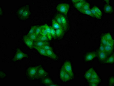 BEX2 Antibody - Immunofluorescence staining of HepG2 cells with BEX2 Antibody at 1:333, counter-stained with DAPI. The cells were fixed in 4% formaldehyde, permeabilized using 0.2% Triton X-100 and blocked in 10% normal Goat Serum. The cells were then incubated with the antibody overnight at 4°C. The secondary antibody was Alexa Fluor 488-congugated AffiniPure Goat Anti-Rabbit IgG(H+L).