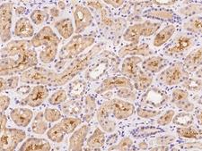 BEX4 Antibody - Immunochemical staining of human BEX4 in human kidney with rabbit polyclonal antibody at 1:100 dilution, formalin-fixed paraffin embedded sections.
