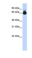 BF1 / FOXG1 Antibody - FOXG1 antibody Western blot of Transfected 293T cell lysate. This image was taken for the unconjugated form of this product. Other forms have not been tested.