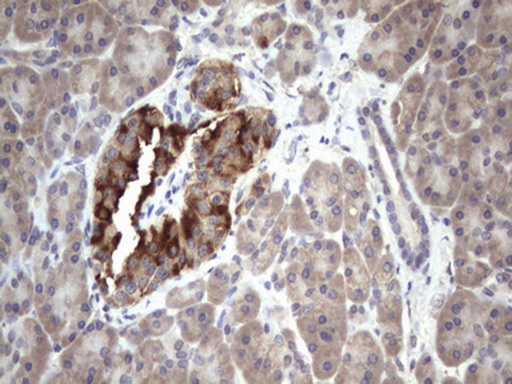 BFSP1 / Filensin Antibody - IHC of paraffin-embedded Human pancreas tissue using anti-BFSP1 mouse monoclonal antibody. (Heat-induced epitope retrieval by 1 mM EDTA in 10mM Tris, pH8.5, 120°C for 3min).
