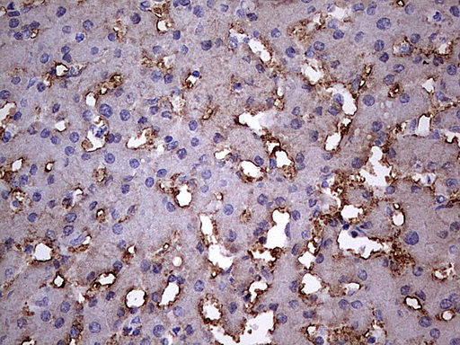 BFSP1 / Filensin Antibody - IHC of paraffin-embedded Human liver tissue using anti-BFSP1 mouse monoclonal antibody. (Heat-induced epitope retrieval by 1 mM EDTA in 10mM Tris, pH8.5, 120°C for 3min).