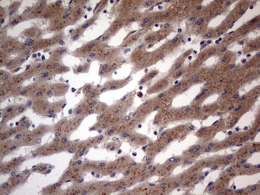BFSP1 / Filensin Antibody - IHC of paraffin-embedded Human liver tissue using anti-BFSP1 mouse monoclonal antibody. (Heat-induced epitope retrieval by 1 mM EDTA in 10mM Tris, pH8.5, 120°C for 3min).
