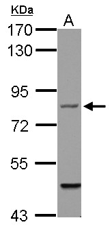 BFSP1 / Filensin Antibody - Sample (30 ug of whole cell lysate) A: HCT116 7.5% SDS PAGE BFSP1 antibody diluted at 1:1000