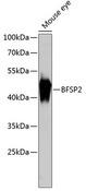 BFSP2 Antibody - Western blot analysis of extracts of mouse eye using BFSP2 Polyclonal Antibody at dilution of 1:3000.