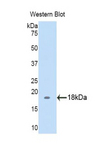 BGN / Biglycan Antibody - Western blot of recombinant BGN / Biglycan.