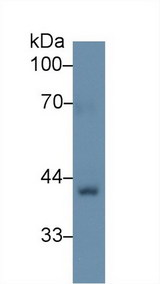 BGN / Biglycan Antibody - Western Blot; Sample: Rat Skin lysate; Primary Ab: 1µg/ml Rabbit Anti-Human BGN Antibody Second Ab: 0.2µg/mL HRP-Linked Caprine Anti-Rabbit IgG Polyclonal Antibody