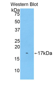 BGN / Biglycan Antibody - Western blot of recombinant BGN / Biglycan.  This image was taken for the unconjugated form of this product. Other forms have not been tested.