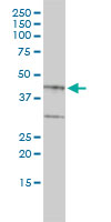 BGN / Biglycan Antibody - BGN monoclonal antibody (M01), clone 4E1-1G7 Western Blot analysis of BGN expression in HepG2.