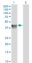 BGN / Biglycan Antibody - Western Blot analysis of BGN expression in transfected 293T cell line by BGN monoclonal antibody (M01), clone 4E1-1G7.Lane 1: BGN transfected lysate(41.7 KDa).Lane 2: Non-transfected lysate.