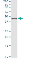 BGN / Biglycan Antibody - Immunoprecipitation of BGN transfected lysate using anti-BGN monoclonal antibody and Protein A Magnetic Bead, and immunoblotted with BGN rabbit polyclonal antibody.