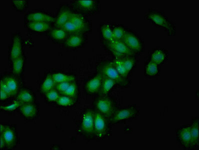 BGN / Biglycan Antibody - Immunofluorescent analysis of HepG2 cells using BGN Antibody at dilution of 1:100 and Alexa Fluor 488-congugated AffiniPure Goat Anti-Rabbit IgG(H+L)