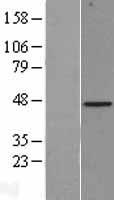 BGN / Biglycan Protein - Western validation with an anti-DDK antibody * L: Control HEK293 lysate R: Over-expression lysate
