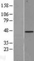 BGN / Biglycan Protein - Western validation with an anti-DDK antibody * L: Control HEK293 lysate R: Over-expression lysate