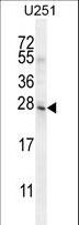 BHLHA15 Antibody - BHLHA15 Antibody western blot of U251 cell line lysates (35 ug/lane). The BHLHA15 antibody detected the BHLHA15 protein (arrow).