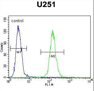 BHLHA15 Antibody - BHLHA15 Antibody flow cytometry of U251 cells (right histogram) compared to a negative control cell (left histogram). FITC-conjugated goat-anti-rabbit secondary antibodies were used for the analysis.