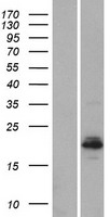 BHLHA15 Protein - Western validation with an anti-DDK antibody * L: Control HEK293 lysate R: Over-expression lysate