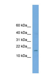 BHLHA9 Antibody - BHLHA9 antibody Western blot of Mouse Brain lysate. This image was taken for the unconjugated form of this product. Other forms have not been tested.