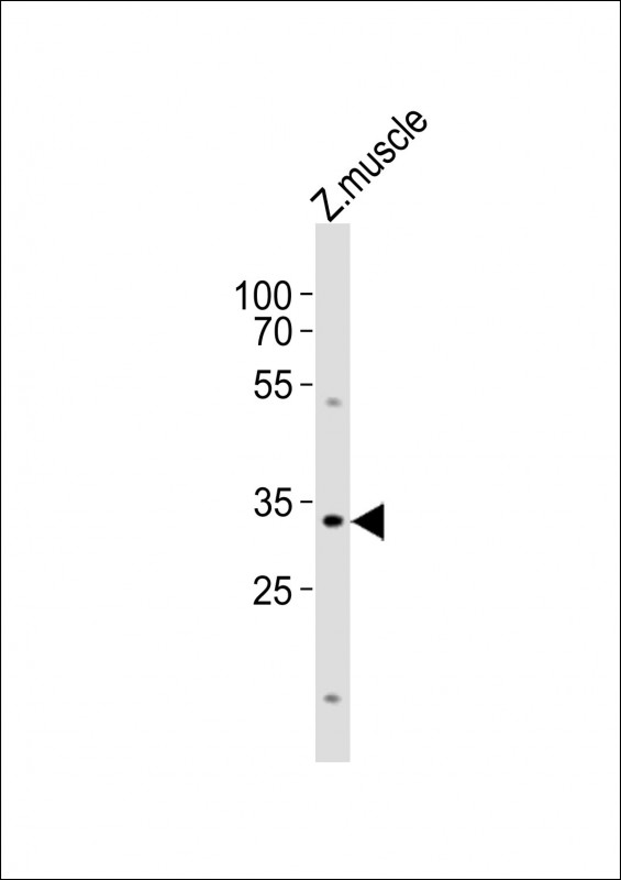 BHLHA9 Antibody - Anti-bhlha9 Antibody at 1:1000 dilution + zebrafish muscle lysates Lysates/proteins at 20 ug per lane. Secondary Goat Anti-Rabbit IgG, (H+L), Peroxidase conjugated at 1/10000 dilution Predicted band size : 30 kDa Blocking/Dilution buffer: 5% NFDM/TBST.
