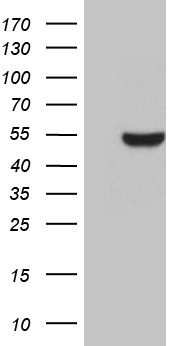 BHLHB2 / DEC1 Antibody - HEK293T cells were transfected with the pCMV6-ENTRY control. (Left lane) or pCMV6-ENTRY BHLHE40. (Right lane) cDNA for 48 hrs and lysed. Equivalent amounts of cell lysates. (5 ug per lane) were separated by SDS-PAGE and immunoblotted with anti-BHLHE40. (1:500)