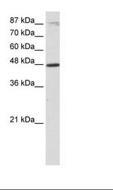 BHLHB2 / DEC1 Antibody - Transfected 293T Cell Lysate.  This image was taken for the unconjugated form of this product. Other forms have not been tested.