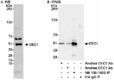 BHLHB2 / DEC1 Antibody - Detection of Human DEC1 by Western Blot and Immunoprecipitation. Samples: Whole cell lysate from HeLa (50 mcg for WB) and 293T (1 mg/IP, 20% of IP loaded) cells. Antibodies: Affinity purified rabbit anti-DEC1 antibody used for WB at 0.1 mcg/ml (A) and 1 mcg/ml (B) and for IP at 3 mcg/mg lysate. DEC1 was also immunoprecipitated using 2 other rabbit anti-DEC1 antibodies, which recognize upstream epitopes. Detection: Chemiluminescence with exposure times of 3 minutes (A) and 30 seconds (B).  This image was taken for the unconjugated form of this product. Other forms have not been tested.
