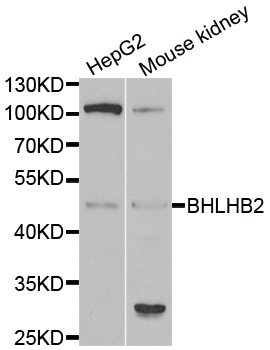 BHLHB2 / DEC1 Antibody - Western blot analysis of extracts of various cell lines.