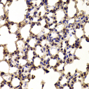 BHLHB2 / DEC1 Antibody - Immunohistochemistry of paraffin-embedded mouse lung tissue.
