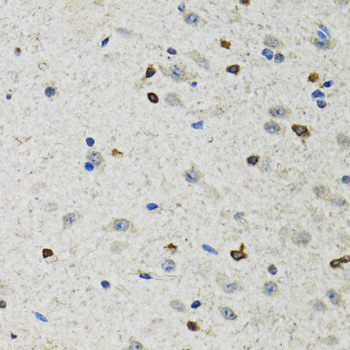 BHLHB2 / DEC1 Antibody - Immunohistochemistry of paraffin-embedded rat brain tissue.