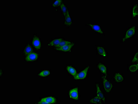 BHLHB2 / DEC1 Antibody - Immunofluorescent analysis of HepG2 cells using BHLHE40 Antibody at a dilution of 1:100 and Alexa Fluor 488-congugated AffiniPure Goat Anti-Rabbit IgG(H+L)