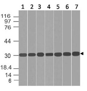 BHLHB40 / HES2 Antibody - Fig-1: Western blot analysis of HES2. Anti-HES2 antibody was used at 1 µg/ml on (1) HCT-116, (2) HepG2, (3) A431, (4) A375, (5) 293, (6) U87 and (7) Hela lysates.