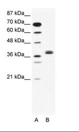 BHLHE22 / BHLHB5 Antibody - A: Marker, B: Jurkat Cell Lysate.  This image was taken for the unconjugated form of this product. Other forms have not been tested.