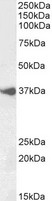 BHLHE22 / BHLHB5 Antibody - Goat anti-BHLHE22 (aa128-141) Antibody (1µg/ml) staining of Human Cerebellum lysate (35µg protein in RIPA buffer). Primary incubation was 1 hour. Detected by chemiluminescencence.