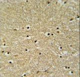 BHLHE22 / BHLHB5 Antibody - BHLHB5 Antibody IHC of formalin-fixed and paraffin-embedded human brain tissue followed by peroxidase-conjugated secondary antibody and DAB staining.