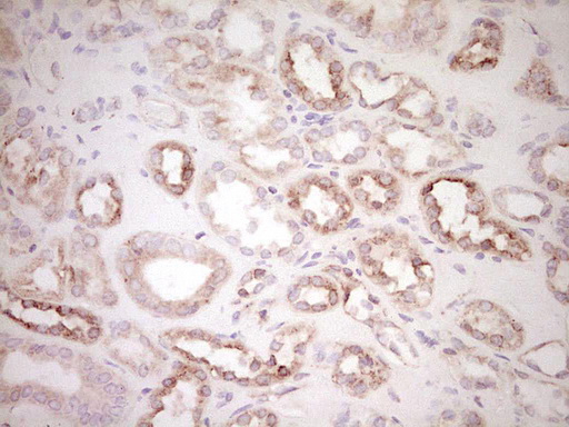 BHLHE41 / BHLHB3 / SHARP1 Antibody - Immunohistochemical staining of paraffin-embedded Human Kidney tissue within the normal limits using anti-BHLHE41 mouse monoclonal antibody. (Heat-induced epitope retrieval by 1 mM EDTA in 10mM Tris, pH8.5, 120C for 3min,