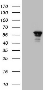 BHLHE41 / BHLHB3 / SHARP1 Antibody - HEK293T cells were transfected with the pCMV6-ENTRY control (Left lane) or pCMV6-ENTRY BHLHE41 (Right lane) cDNA for 48 hrs and lysed. Equivalent amounts of cell lysates (5 ug per lane) were separated by SDS-PAGE and immunoblotted with anti-BHLHE41.