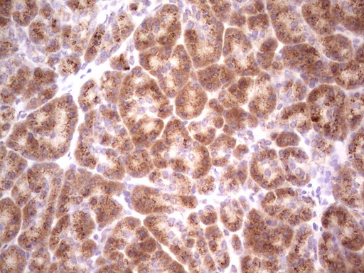 BHLHE41 / BHLHB3 / SHARP1 Antibody - IHC of paraffin-embedded Human pancreas tissue using anti-BHLHE41 mouse monoclonal antibody. (heat-induced epitope retrieval by 1 mM EDTA in 10mM Tris, pH8.5, 120°C for 3min).