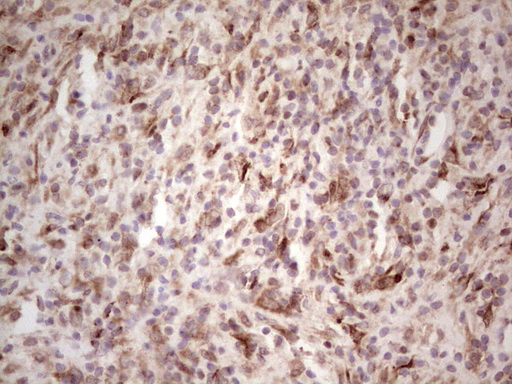 BHLHE41 / BHLHB3 / SHARP1 Antibody - IHC of paraffin-embedded Human lymph node tissue using anti-BHLHE41 mouse monoclonal antibody. (heat-induced epitope retrieval by 1 mM EDTA in 10mM Tris, pH8.5, 120°C for 3min).