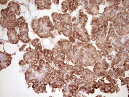 BHLHE41 / BHLHB3 / SHARP1 Antibody - IHC of paraffin-embedded Human pancreas tissue using anti-BHLHE41 mouse monoclonal antibody. (Heat-induced epitope retrieval by 1 mM EDTA in 10mM Tris, pH8.5, 120°C for 3min).