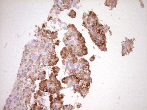 BHLHE41 / BHLHB3 / SHARP1 Antibody - Immunohistochemical staining of paraffin-embedded Human pancreas tissue within the normal limits using anti-BHLHE41 mouse monoclonal antibody. (Heat-induced epitope retrieval by 1 mM EDTA in 10mM Tris, pH8.5, 120C for 3min,